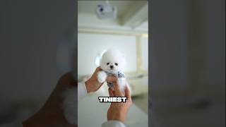 The TINIEST Dog Thats Pure Chaos 🐩🤯 shorts viralvideo dog [upl. by Urial]