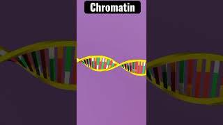 Chromatin Structure  Chromosome [upl. by Sennahoj]