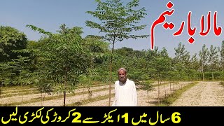 who to grow neem trees in Pakistan  Malabar neem ki kasht in Pakistan  neem ki kheti in Pakistan [upl. by Assillim404]