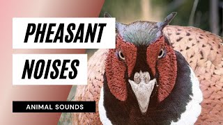 The animal Sounds How Pheasant Sounds  Sound Effect  Animation [upl. by Adelina]