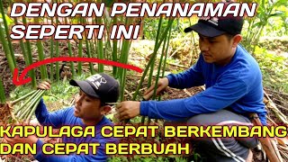 Cara memilih bibit kapulaga  cara menanam kapulaga yang benar [upl. by Lerret]