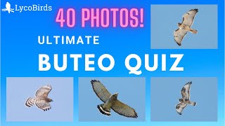 Ultimate Buteo Hawk ID Quiz  Eastern US [upl. by Adranoel787]