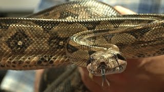 Myth Busted How Boa Constrictors Really Kill Their Prey [upl. by Tomlin]