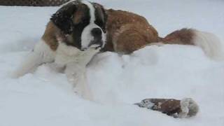 SaintBernard  2 Chiens 1 Kong [upl. by Atlante]