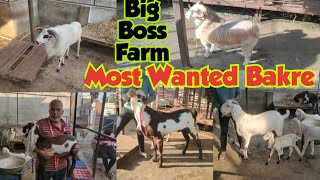 Pure Quality Hyderabadi Goats in Hyderabad at Big Boss 🐐 farm  Hyderabadi 🐐 Kids Available [upl. by Pacien]