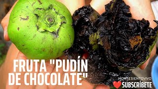 Probando la fruta quotPudín de chocolatequot frutasexoticas [upl. by Yerrot]