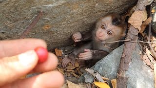 baby monkey abandoned newborn monkey [upl. by Riana]