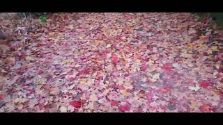 Tarrytown NY upclose  colorful autumn leaves October 29 2024 [upl. by Acyre]