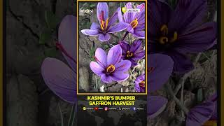 Kashmir Bumper saffron harvest after a decade farmers joyous [upl. by Ettevahs]