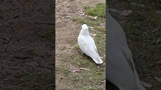 Sulphurcrested cockatoos in Blue Mountains [upl. by Ringe660]