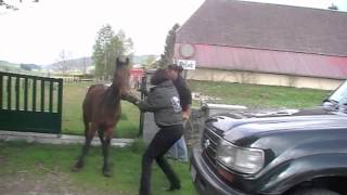 Sauvetage 3 chevaux à Neuchâtel CH [upl. by Helms]