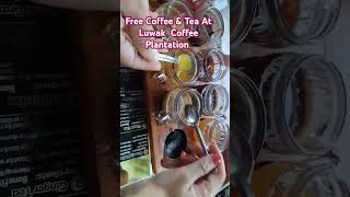 LUWAK COFFEE PLANTATION BALI travel BALI LUWAKCOFFEE [upl. by Poul266]