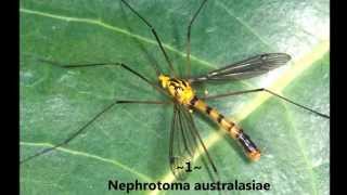 Top 5 dangerous Mosquitoes [upl. by Salter]