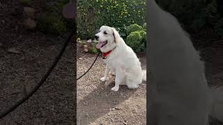 Is the Great Pyrenees the Ultimate Family Dog 🐶 [upl. by Nawoj138]