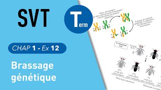 Terminale SVT  brassage génétique [upl. by Ellery495]