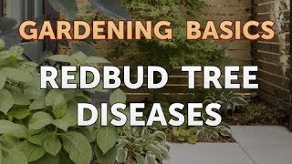 Redbud Tree Diseases [upl. by Ahsyia]