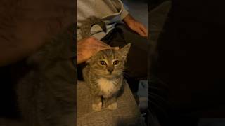 How to Care for a Feral Kitten A Complete Guide for New Cat Parents [upl. by Ahsemik]