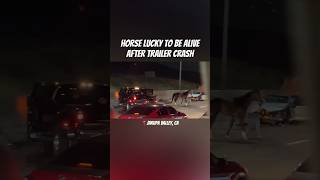 Horse lucky to be alive after trailer crash on 60 EB Jurupa Valley California [upl. by Willi]