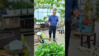 Vegetables plantation and to attend shots youtubeshorts [upl. by Drarig870]