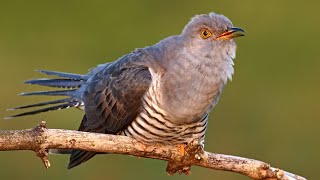 Bird sounds – Common cuckoo Cuculus canorus [upl. by Pauwles]