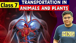 Transportation in Animals and Plants  Class 7 Science  class 7 science chapter 11 [upl. by Nivar650]