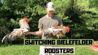 Switching our Bielefelder roosters [upl. by Trinee]