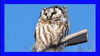 Boreal Owl Singing Boreal Owl Calling Boreal Owl Sound  Lechuza Boreal Canto  Aegolius Funereus [upl. by Naujed]