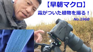 【早朝マクロ】トキナーatxi 100mm F28 FF MACRO PLUSで、霜がついた植物を撮る！（動画No1960） [upl. by Lucine]