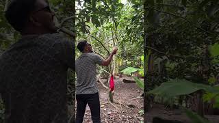 Harvesting Fruits  Lanzones amp Rambutan in the farm  jerrynina farming harvesting fruits [upl. by Lemak]