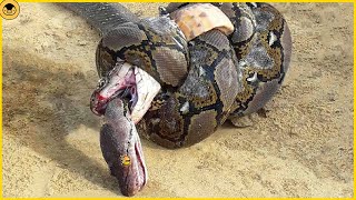 15 Epic Battles Between Snakes and Cobras [upl. by Aimet]