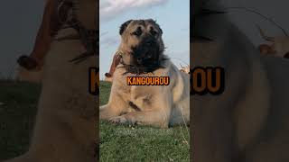 Kangal Vs Kangourou – Qui va gagner 😎 dog short [upl. by Monagan]