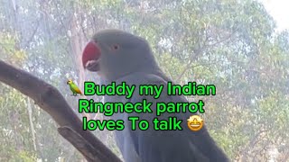 🦜Buddy my Chatterbox🥰talkingparrort talkingbirds parrotshorts birds talkingparrotvideos pets [upl. by Elleret951]