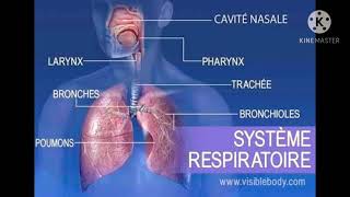 ملخص درس الجهاز التنفسي système respiratoire [upl. by Pozzy593]