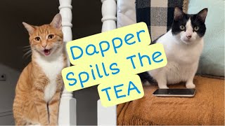 Dapper Spills The Tea On Cody and Jasmine [upl. by Tobe]