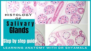 Histology of Salivary glands  step by step guide with description [upl. by Hyacintha558]