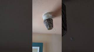 5 Ceiling fans wobbling with iPhone ringtone ceilingfan funny wobbling shorts [upl. by Aihsetel488]