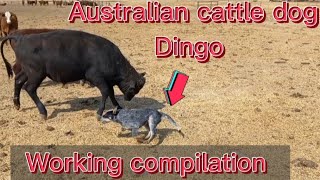 Australian cattle dog Dingo working compilation  blue heeler working [upl. by Chiquita]