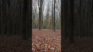 Autumn 🍁carpet at Landgoed Pijnenburg [upl. by Leasim979]