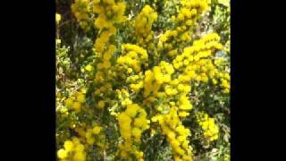 Shirley Jacobs The Wattle [upl. by Ress]