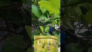 Lemon plant insectsshorts short shortvideo ytshorts viralshorts trendingyoutubeshorts [upl. by Carree394]