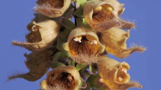 Digitalis ferruginea Rusty Foxglove flower opening time lapse [upl. by Trey]