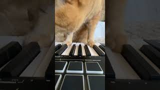 Keyboard cat meme cat funnymemes shorts fyp [upl. by Enoval]