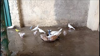 Birds Aviary Ko Clean Kr Diya  Sub Birds Ko Nehla Diya [upl. by Omissam138]