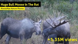 Huge Bull Moose In The Rut Whats Going To Happen Next [upl. by Debee]