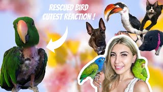 Our pets react to seeing us after a week RESCUED PARROT HAS CUTEST REACTION [upl. by Treblihp]