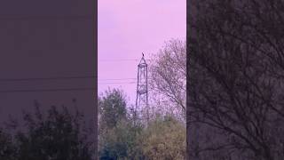 Great Cormorant On Pylon On A Clear November Evening birds avian nature [upl. by Ydahs]