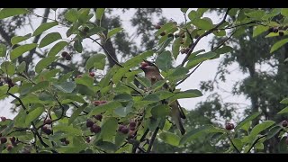 Cedar waxwing bird eating service berry [upl. by Zinck]