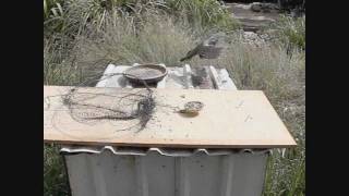 How to Make a Bird Trap  that actually works [upl. by Quinby]