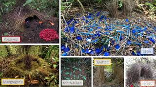 NestBuilding Bowerbirds [upl. by Sherrill]