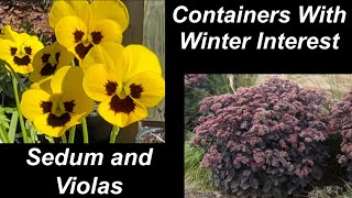 Changing out containers with plants that have winter interest Sedum and Violas [upl. by Pironi]